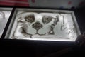 Drawing, sand on the light panel, sand animation, dog