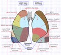 Drawing section of human lung