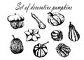 Drawing set collection of decorative striped pumpkin sketch illustration