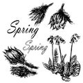 Drawing set collection of forest primroses, first spring flowers sketch illustration