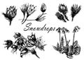 Drawing set collection of forest primroses, first spring flowers sketch illustration Royalty Free Stock Photo