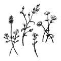 Drawing set collection of wild flowers sketch hand drawn illustration