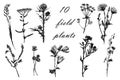 Drawing set of 10 field grasses, sketch, hand-drawn illustration