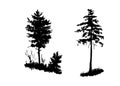 Drawing, set of isolates elements, young pine and young spruce in the forest, sketch vector illustration