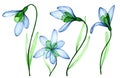 watercolor drawing, set of transparent flowers snowdrops. blue spring flowers, tenderness cleanly