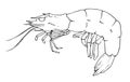 drawing of a shrimp. painted marine crustacean shrimp with black outline, with curved black antennae, eyes, side view on