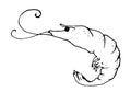 drawing of a shrimp. painted marine crustacean shrimp with an isolated black outline, with curved black antennae, eyes