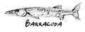 Drawing of a single barracuda fish on white background