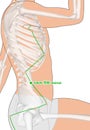 Drawing with Skeleton, Acupuncture Point GB26 Daimai, Gall Bladder Meridian, 3D Illustration