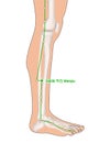 Drawing with Skeleton, Acupuncture Point GB36 Waiqiu, Gall Bladder