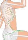 Drawing with Skeleton, Acupuncture Point GB27 Wushu, Gall Bladder Meridian, 3D Illustration