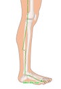 Drawing with Skeleton, Acupuncture Point GB43 Xiaxi, Gall Bladder Meridian, 3D Illustration