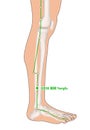 Drawing with Skeleton, Acupuncture Point GB38 Yangfu, Gall Bladder Meridian, 3D Illustration