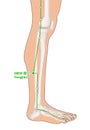 Drawing with Skeleton, Acupuncture Point GB35 Yangjiao, Gall Bladder Meridian, 3D Illustration