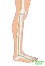 Drawing with Skeleton, Acupuncture Point GB44 Zuqiaoyin Royalty Free Stock Photo