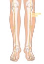 Drawing with Skeleton, Acupuncture Point ST36 Zusanli, 3D Illustration Royalty Free Stock Photo