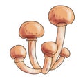 drawing sketch of honey fungus