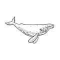 Humpback Whale Drawing Side