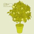 Drawing of a small citrus tangerine, orange or lemon tree Royalty Free Stock Photo