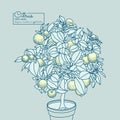 Drawing of a small lemon citrus tree in a pot in contour style Royalty Free Stock Photo