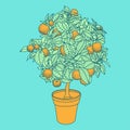 Drawing of a small tangerine tree in a pot in contour style. Royalty Free Stock Photo