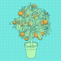 Drawing of a small tangerine tree in a pot in contour style. Royalty Free Stock Photo