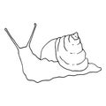 Drawing of a snail. Hand-drawn in sketch style snail with shell spiral side view, isolated black outline on white for a Royalty Free Stock Photo