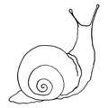Drawing with snail lines. A hand-drawn sketch-style snail with a spiral shell, side and back view, isolated black outline on white Royalty Free Stock Photo