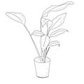 Drawing of a spathiphyllum in a pot, a houseplant, hand-drawn, linart