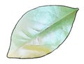 Drawing of the structure of a leaf of a plant, typically green and blade-like. Vector Illustration Cartoon.