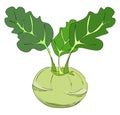 Drawing of a kohlrabi/Cabbage variety vector or color illustration