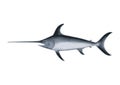 Drawing of Swordfish with white background