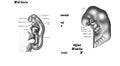 Drawing from a 19th-century anatomy textbook showing the structure of the midbrain