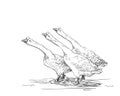 Drawing of three attacking Chinese geese with strongly developed basal knob on upper side of the bill. Vector sketch