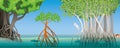 Drawing of three different types of mangrove with underwater roots with fish, crabs and a white heron in the scene. Vector image Royalty Free Stock Photo