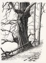 A drawing of a tree Royalty Free Stock Photo