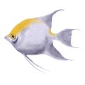 drawing tropical fish isolated at white background Royalty Free Stock Photo