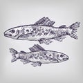 Drawing with trout Royalty Free Stock Photo