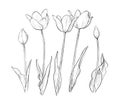 Drawing of tulip flowers monochrome illustration. Tulips line graphic design elements