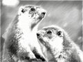 Drawing of two attentive marmots Royalty Free Stock Photo