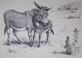 Drawing of two donkeys and a rabbit