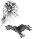 Drawing of two Eagles Royalty Free Stock Photo