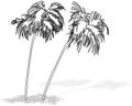 Drawing of Two Tropical Coconut Trees Royalty Free Stock Photo