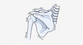 Drawing uses blue and gray tones providing a clear view of bone structures Royalty Free Stock Photo