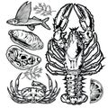 Drawing Vintage Animal Set fish crab lobster shell lemon Seafood illustration vector