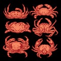 Drawing Vintage Crab Set Seafood Animal illustration vector 2 Royalty Free Stock Photo