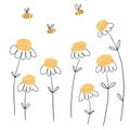 Drawing watercolor daisies and bees on a white background Royalty Free Stock Photo