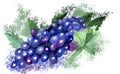 Drawing  watercolor grapes with splashes Royalty Free Stock Photo