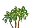 Drawing of watercolor palm trees. Hand painted palms on white background, isolated. Summer illustration Royalty Free Stock Photo