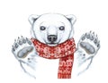 Drawing with a watercolor of a polar bear in the technique of a cartoon, on a theme of the new year, Christmas, in a knitted scarf